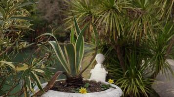 Variegated Agave americana and small yellow flowers growing in a white pot in a park, with various other plants and trees in the background and a pond video