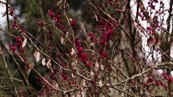 Soft wind moving through red plum blossoms, gentle branches swaying and creating tranquil atmosphere in vibrant spring garden landscape video