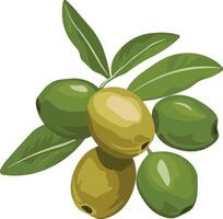 Bright illustration of ripe olives in different colors with green leaves, natural food element, isolated without background vector
