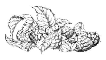 Raspberry berries, leaves asymmetrical heap bunch cluster group, hand drawn in ink, ripe forest garden dewberry tayberry. Isolated botanical illustration. Dessert menu, grocery, farmers market vector