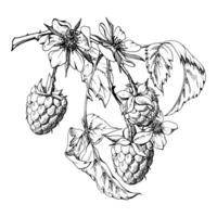 Raspberry berries leaves flowers on thorny spiked branch hand drawn in ink. Ripe dewberry mulberry loganberry tayberry. Isolated botanical illustration. Home preserves cookbook, grocery store vector