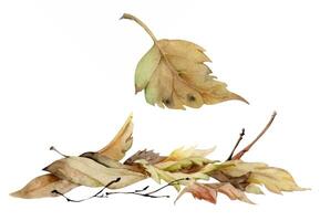Autumn leaves pile with twigs, crumpled fallen dried forest floor cover. Single element botanical illustration hand drawn in watercolor. Herbarium pages, wildcrafting workshop brochures, scrapbooking vector