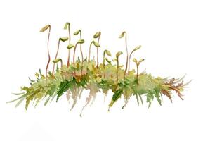 Moss carper patch cushion with sporangium spore capsules on long stalks. Forest floor cover, wetlands marshes undergrowth. Single element botanical bryophyte illustration hand drawn in watercolor. vector