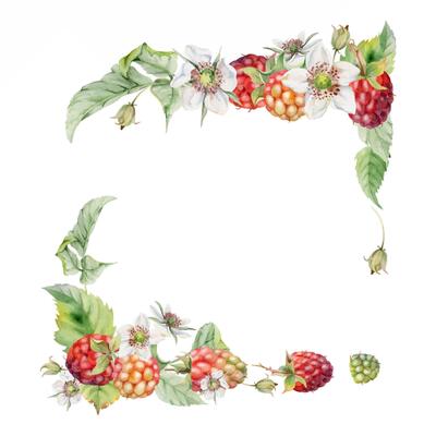 Raspberry ripe garden berries, flower buds leaves hand drawn in watercolor. dewberry cloudberry mulberry loganberry tayberry. Isolated corner square frame illustration. Wedding florist stationery