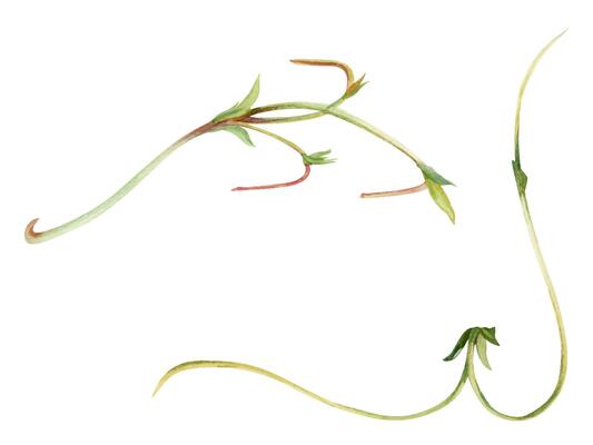 Vine tendril creeper of tree berry flower bush plant stem branch twig with small leaves hand drawn in watercolor. Botanical illustration isolated element. Wedding stationery florist shop scrapbooking