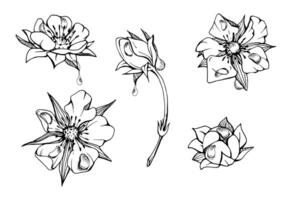 Early spring flower buds in water dew drops. Strawberry raspberry cherry sakura, hand drawn in ink anemone primrose daisy. Single object isolated botanical illustration. Wedding florist shop vector