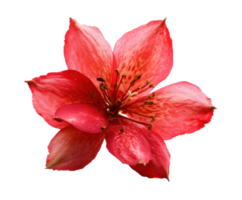 Vibrant red flower with delicate petals for design projects png