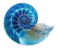 Captivating shell with intricate patterns and vibrant colors png