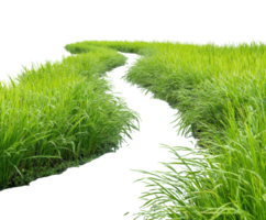 Lush green grass path through a serene landscape in summer png