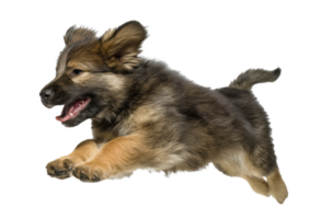 Energetic puppy jumps joyfully in playful moment png