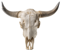 Buffalo skull with horns for rustic decor and natural art png