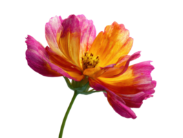 Bright and vibrant flower showcasing nature's beauty in bloom png