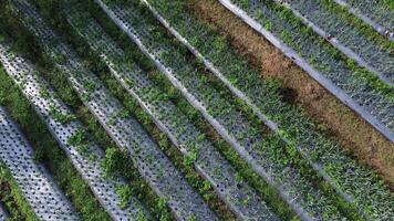 Aerial view of onion plantation with plastic mulch rows agriculture video