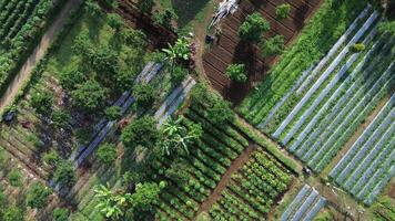 Aerial view of vegetable farm with various crop rows and tropical plants video