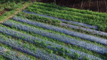 Aerial view of a vegetable garden with rows covered in plastic mulch video