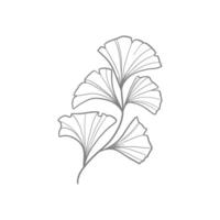 ginkgo leaf illustration isolated on white background vector