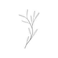 a simple drawing of a branch with leaves vector