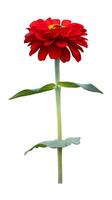Isolate orange red zinnia flower cut out on white background for summer season and graphic design usage photo