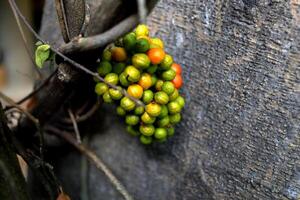 Group ripe and unripe fruits of Yanang or Bai yanang on bunch and stem climbing trunk or tree in Thailand. Scientific name Tiliacora triandra. photo