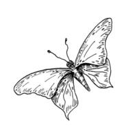 Butterfly hand drawn black and white outline botanical illustration. Butterfly with wings as Swallowtail, Morpho, Painted Lady, and Glasswing for entomological prints and artistic designs. vector
