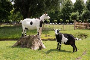 Two piebald goats in scenic pasture with stump and trees photo
