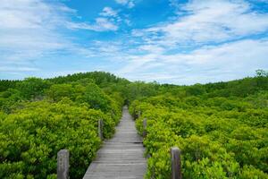 Wooden walkway mangrove forest. Natural carbon sink and sustainable ecosystems. Climate change awareness. Environmental sustainability. Eco-friendly travel. Environmental photo