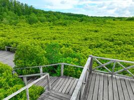 Green mangrove forest with wooden walkways, highlighting the role of these ecosystems in carbon sequestration, ecotourism, and as a defense against rising sea levels and climate change impacts. photo