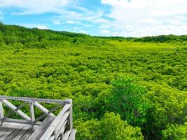 Aerial view green mangrove forest. Carbon storage, climate change mitigation, and conservation of vital marine habitats. Essential for coastal protection, restoration efforts, and blue carbon programs photo
