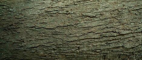 Old tree bark. Natural patterns and rough texture. Sustainability and carbon neutrality. Natural brown tree bark texture. Environmental sustainability and conservation. Sustainable eco friendly design photo