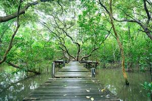 Wooden walkway through mangrove forest with calm waters. Natural carbon sink and sustainable ecosystems for eco-tourism and climate change awareness. Environmental sustainability. Sustainable tourism. photo