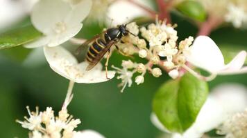 A close-up of a bee collecting nectar from white flowers. The scene captures the intricate details of the bee and the delicate petals. video