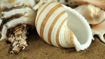 Close-up of various seashells on sandy beach. The shells display different shapes and colors, showcasing natural marine beauty. video