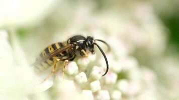 Close-up of a black and yellow wasp on white flowers. The insect is detailed, showcasing its wings and antennae. The background is softly blurred. video