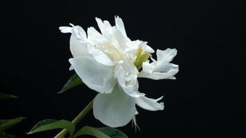 A close-up of a white peony flower with delicate petals and a dark background. The flower displays intricate details and a soft texture. video