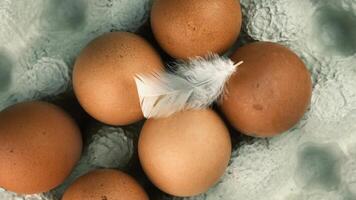 A close-up of several brown eggs arranged in a circular pattern with a white feather resting on one of the eggs. The background is textured and soft. video
