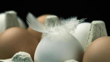 A close-up of a white egg with a small feather resting on it, surrounded by brown eggs in a carton. The scene is set against a dark background. video