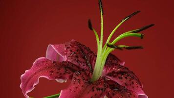 A close-up of a vibrant pink lily flower with dark spots and green stamens against a red background. The petals are delicate and slightly curled. video