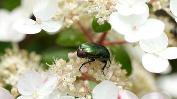 A close-up of a green beetle on white flowers. The beetle has a shiny, metallic appearance. The flowers are small and delicate, creating a natural setting. video
