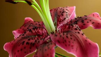 Close-up of a pink lily flower with dark spots on its petals. The background is a soft golden color, enhancing the flower's vibrant hues. video
