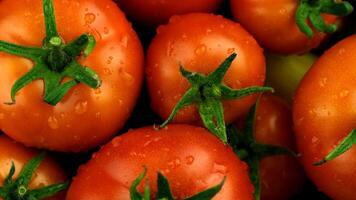 Fresh red tomatoes with green stems and droplets of water. The scene showcases ripe, juicy tomatoes, ideal for culinary use or gardening themes. video