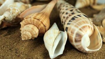 A collection of various seashells on sandy beach. The shells display different shapes and colors, showcasing natural marine beauty. video