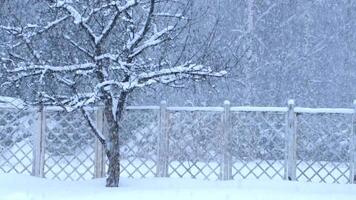 Snow-covered tree beside a wooden fence in a winter landscape. Heavy snowfall creates a serene atmosphere. video