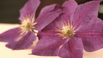 Two purple clematis flowers with delicate petals and prominent yellow centers. The background is softly blurred, emphasizing the floral details. video