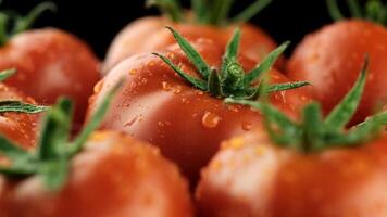 Fresh red tomatoes with water droplets on a black background. The tomatoes are ripe and have green stems, showcasing their natural freshness. video