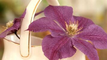 A close-up of a cream handbag adorned with a vibrant purple clematis flower. The background is softly blurred, emphasizing the floral detail. video