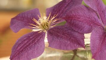 A close-up of a vibrant purple clematis flower with delicate petals and a central cluster of yellow stamens. The background is softly blurred, enhancing the flower's beauty. video