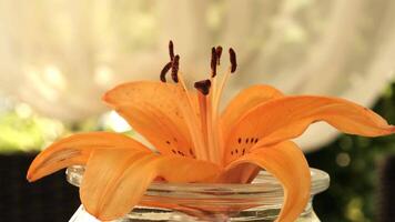 A vibrant orange lily flower in a clear glass vase. The background features soft, blurred curtains, creating a serene atmosphere. video
