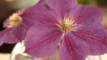 Close-up of vibrant purple clematis flowers with delicate petals and a central cluster of yellow stamens. The background is softly blurred, enhancing the floral focus. video