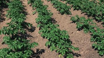Rows of growing potatoes in a agricultural field video