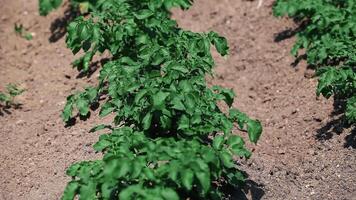 Rows of growing green potatoes in a field video